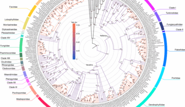 A global coral phylogeny reveals resilience and vulnerability through deep time