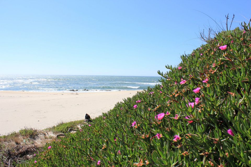 Carpobrotus invasion at Duna do Caldeirao, Vila Praia de Ancora, Portugal. Photo: Jonatan Rodriguez, University of Santiago de Compostela.
