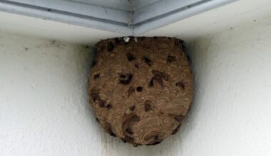 First Asian hornet nest discovered in Northern Ireland removed