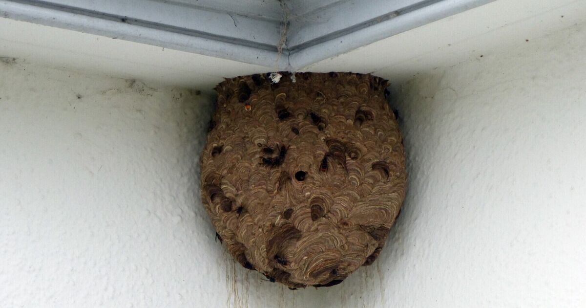 First Asian hornet nest discovered in Northern Ireland removed