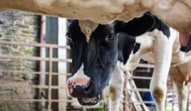 Genetic gain in dairy cows has increased rapidly in recent years, report shows