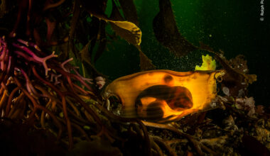 Survival Purse | Wildlife Photographer of the Year