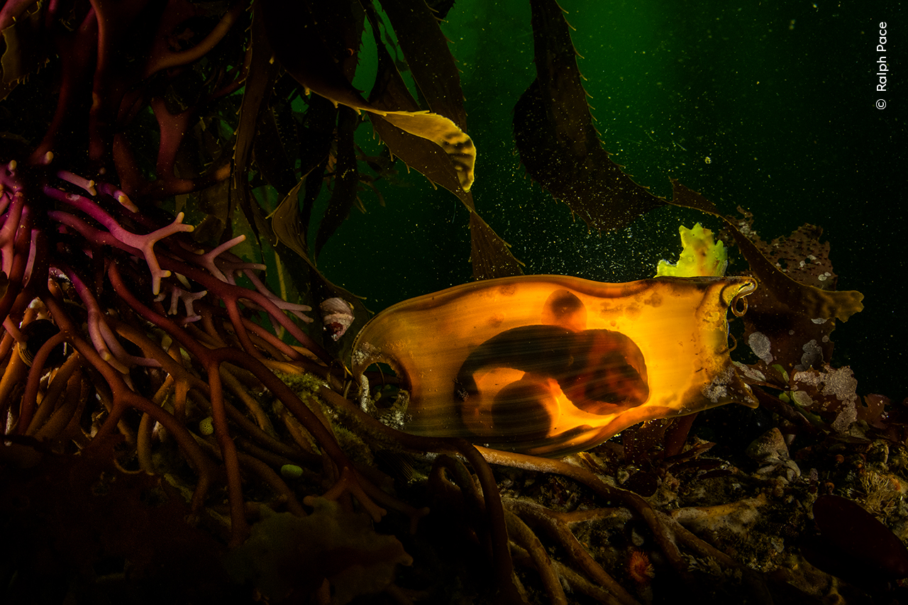 Survival Purse | Wildlife Photographer of the Year