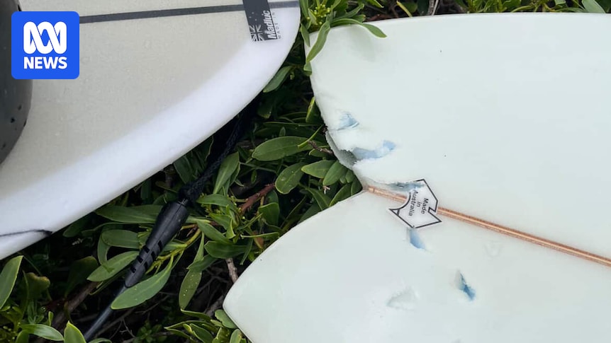 Kangaroo Island visitor details 'extraordinary moment of timing' family came across shark attack