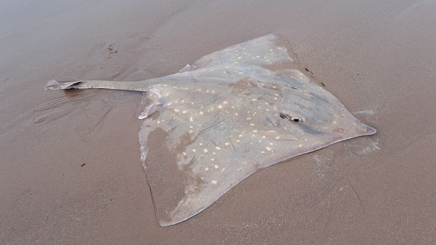 The huge beast measured 2.1m long