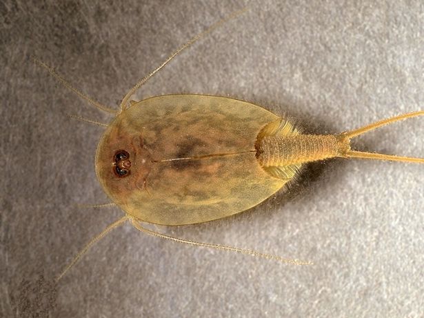 The creature is a relative of one of the oldest known animal species in the world