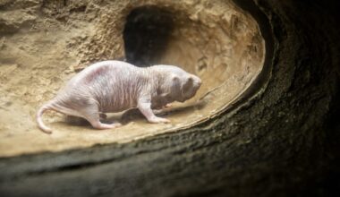 Naked blind dog reveals genetic secret to long life