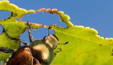 Sustainability breakthrough: Scientists targeting the genetic code of pests 