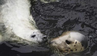 Public urged not to approach baby seals after terrified mother flees