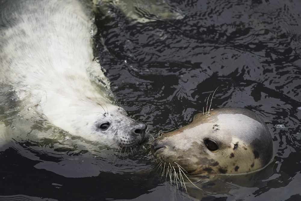 Public urged not to approach baby seals after terrified mother flees