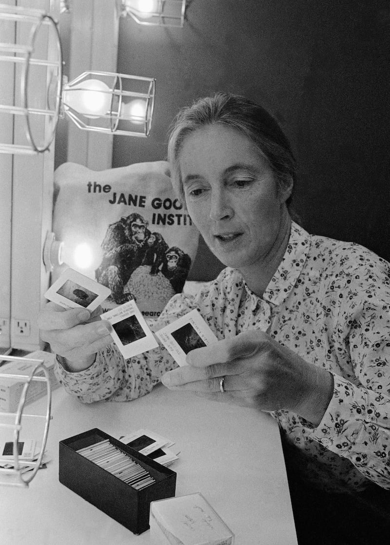 Jane Goodall in Chicago in 1982 (Charles Knoblock/AP)