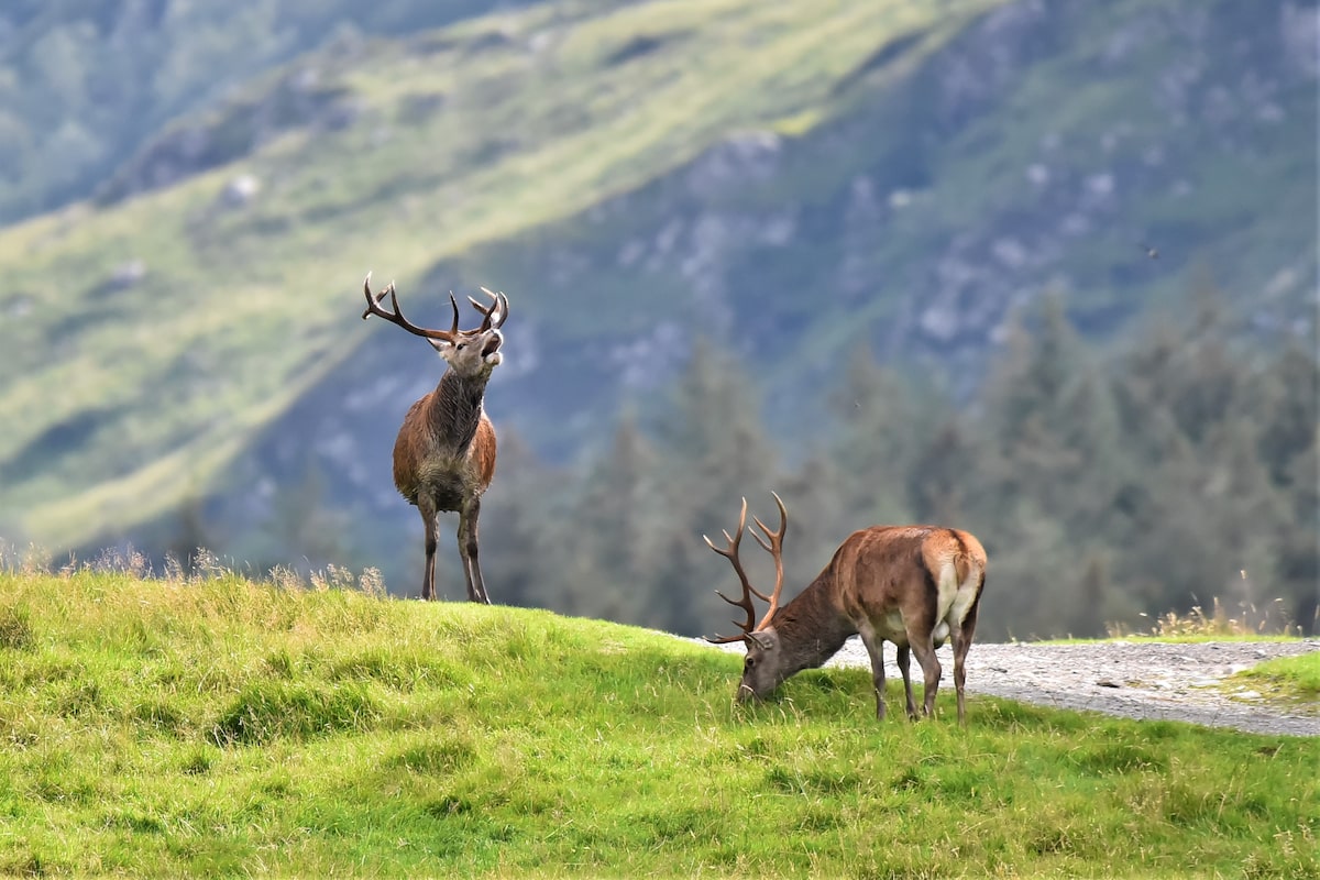 A big adventure on a wee ship in Scotland’s Inner Hebrides
