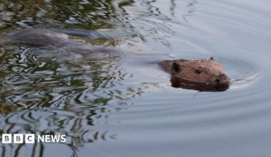 A beaver swims in a body of water with some of its fur visible and its head poking above the water.