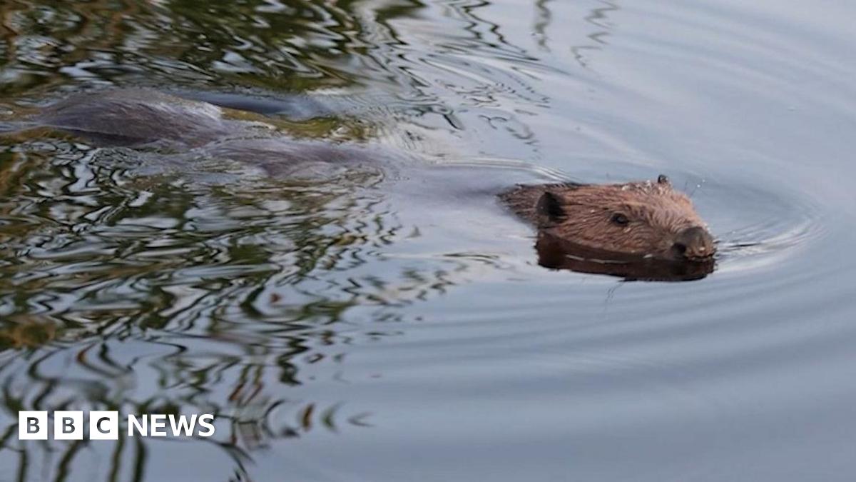 A beaver swims in a body of water with some of its fur visible and its head poking above the water.