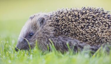 Hedgehogs will thrive if one thing is added to gardens in October