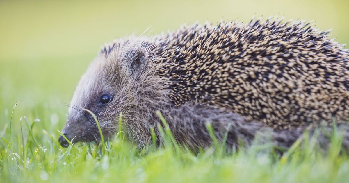 Hedgehogs will thrive if one thing is added to gardens in October