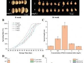 New Genetic Insights Could Revolutionize Potato Storage and Breeding
