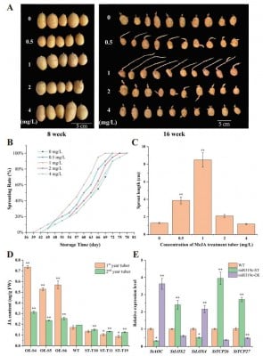 New Genetic Insights Could Revolutionize Potato Storage and Breeding