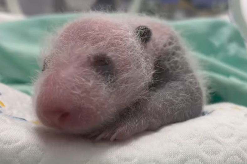 Gansu's first captive-born panda cub turns one month old