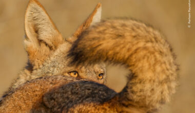 A Tale of Two Coyotes | Wildlife Photographer of the Year
