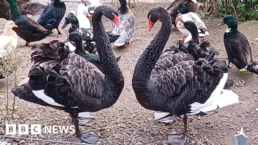 Two black swans facing each other. Their necks are in a heart shape. There are ducks around them. Behind them is a river. The ground is brown.