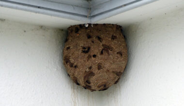 First Asian Hornet nest in Northern Ireland safely removed by NIEA