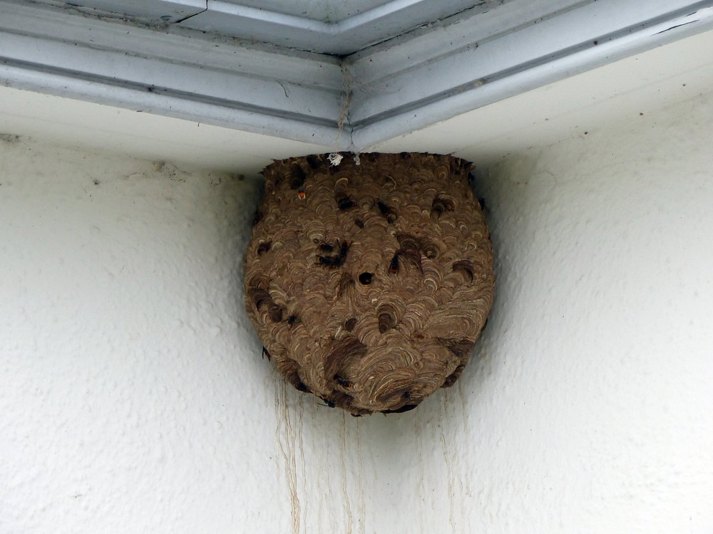 First Asian Hornet nest in Northern Ireland safely removed by NIEA