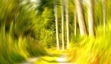 EUDR timeline: Delays, U-turns and backflips