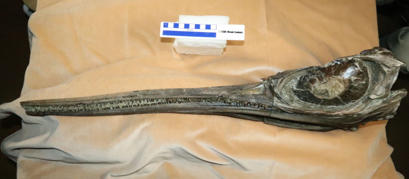 Sword-snouted ‘dragon’ that swam with dinosaurs found on UK’s Jurassic Coast