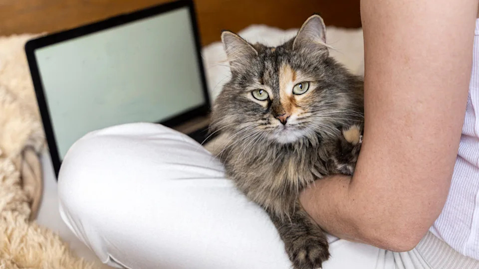 A Calico Ragamuffin looks at the camera from a woman's lap.Image via Shutterstock/Pencil case