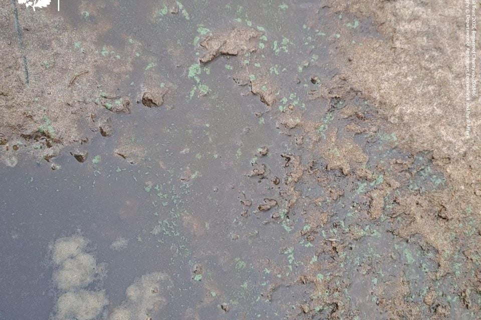 Algae at Portstewart Strand (27.10.2025). Photo credit: National Trust