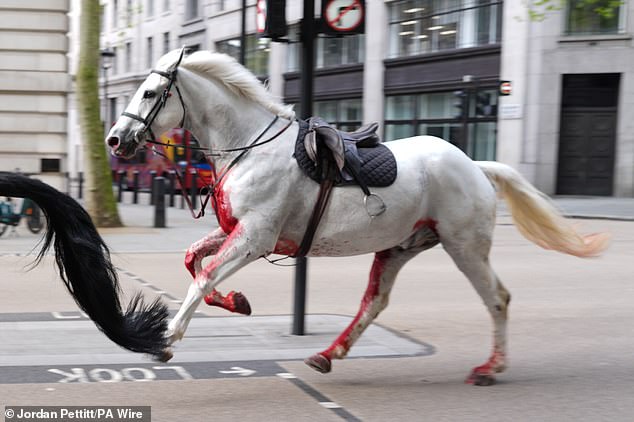 A series of particularly dramatic pictures saw one of the animals, named Vida, with his white coat drenched in blood from colliding with vehicles