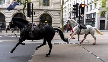 Quaker (the black horse), a runaway military horse that rampaged through London after being startled by builders has retired. Pictured: He and a blood-stained Vida bolted through London's Aldwych