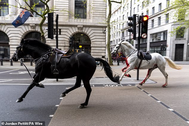 Quaker (the black horse), a runaway military horse that rampaged through London after being startled by builders has retired. Pictured: He and a blood-stained Vida bolted through London's Aldwych
