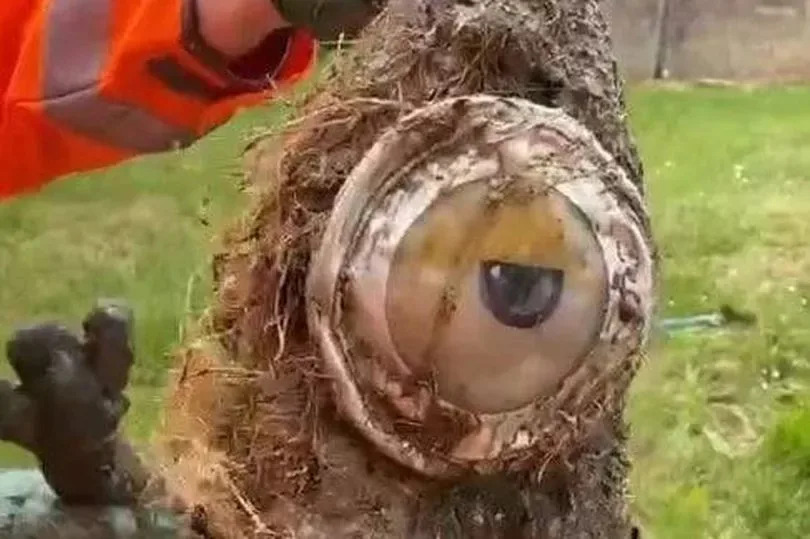 Workers investigating a puzzling blockage that was creating a foul smell for dozens of households were astonished to discover the 'despicable' perpetrator - a Kevin the Minion toy.
A crew of engineers from Yorkshire Water were sent out to examine reports of blocked lavatories and a revolting odour in Sheffield.