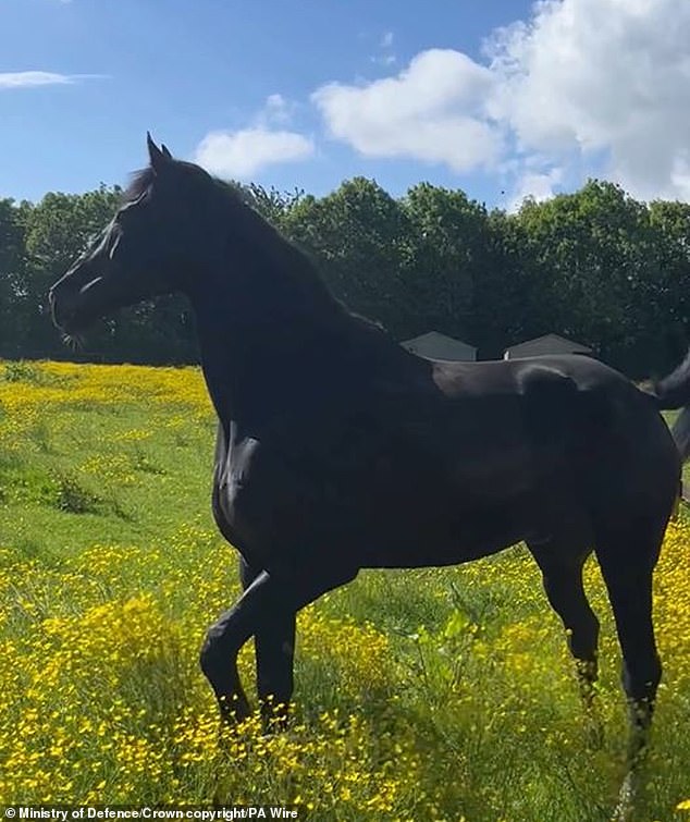 Quaker is stepping down from military duties to enjoy a well-deserved retirement with The Horse Trust in Princes Risborough, Buckinghamshire. The household Cavalry horse seen enjoying a field on a sunny day