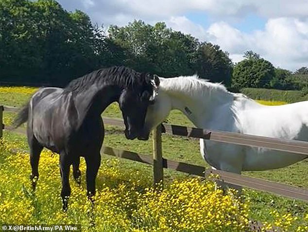 Quaker (Black, left) and Vida (grey) have made progress in their recovery