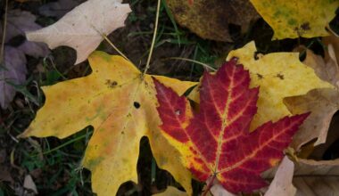 See where leaves are approaching peak color