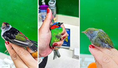 Rare exotic birds smuggled into France hidden in passenger's luggage