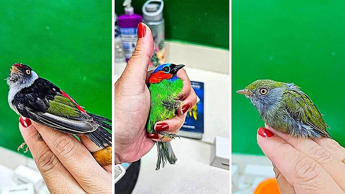 Rare exotic birds smuggled into France hidden in passenger's luggage