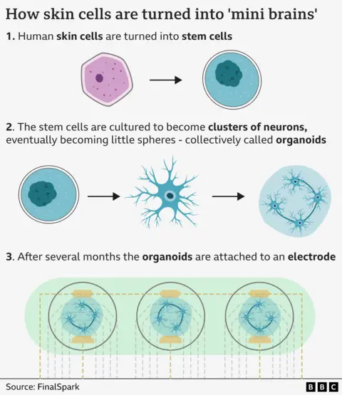 Graphic explaining how skin cells are turned into "mini brains," illustrating a three-step process: 1) human skin cells are turned into stem cells; 2) stem cells are cultured into neuron clusters forming organoids, and 3) organoids are connected to electrodes after several months. Source: FinalSpark