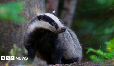 A badger standing on a forest floor, surrounded by green foliage and tree trunks, looking slightly to the side.
