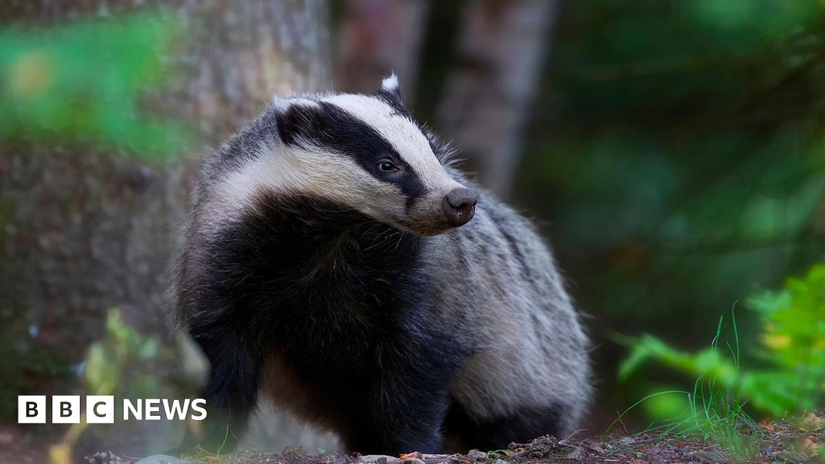 A badger standing on a forest floor, surrounded by green foliage and tree trunks, looking slightly to the side.