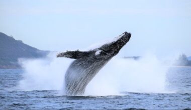 Humpback Whale Population Now Well Above Pre-Whaling Levels in Australia