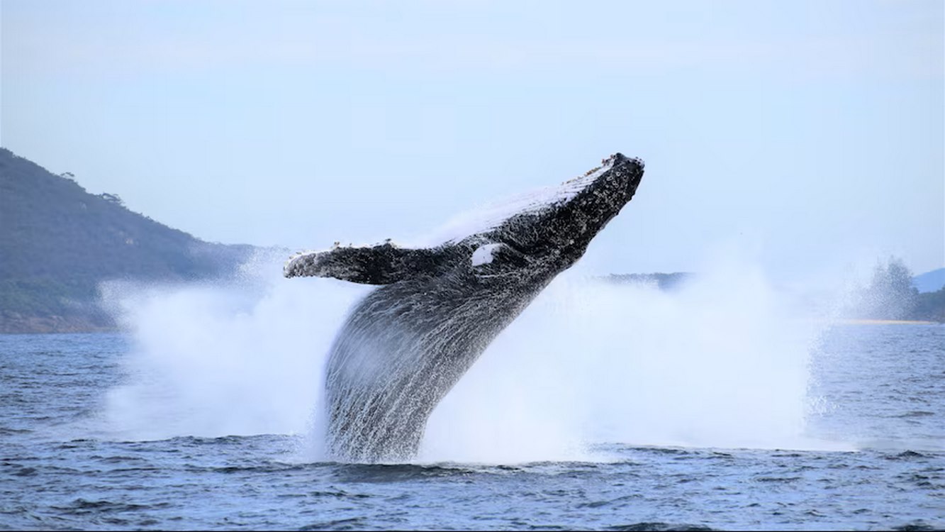 Humpback Whale Population Now Well Above Pre-Whaling Levels in Australia