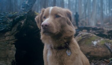 Meet Indy, the adorable canine star of this creepy horror film – The Irish Times