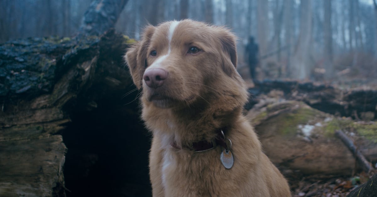 Meet Indy, the adorable canine star of this creepy horror film – The Irish Times