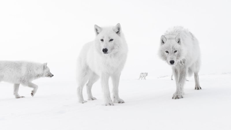 Three white Arctic wolves stand and walk on snow, blending into the snowy landscape. Two wolves are facing forward, while one walks to the left. A few more wolves are faintly visible in the distance.