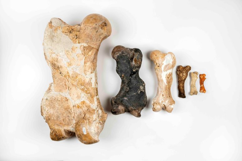 Ancient Sloth Fossils