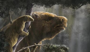 Ancient Sloths